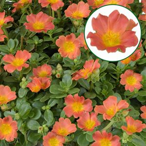 Afbeelding van Portulaca P12 Orange